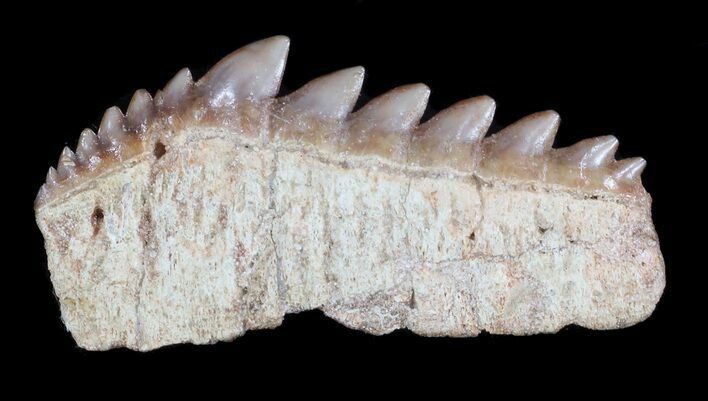 Fossil Cow Shark (Hexanchus) Tooth - Morocco #35023